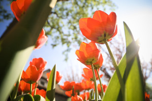 regalare fiori per fare colpo - tulipani | Legami di Vita